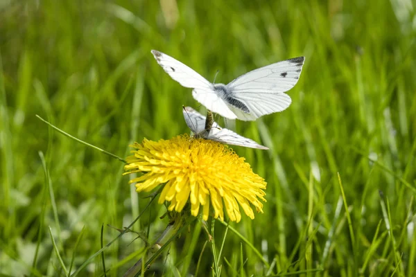 Pieris Brassicae Mariposas Acto Apareamiento Primavera Prado Con Diente León —  Fotos de Stock