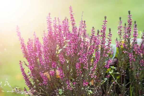 Erica Plant Beautiful Violet Colors Green Background — Stock Photo, Image