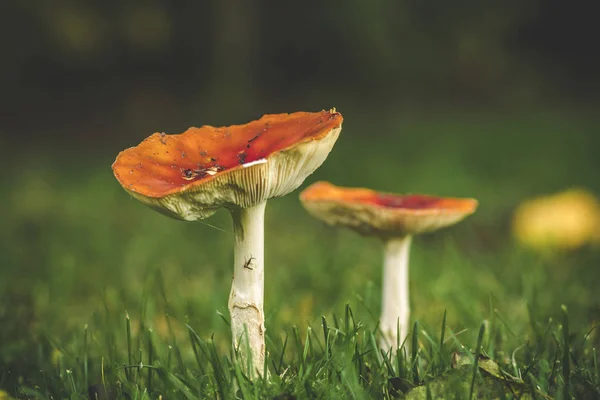 Red Mushroom Green Lawn Fall — Stock Photo, Image