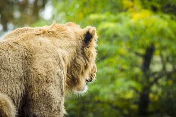 狮子看着雨与背部在一个绿色的区域转身 — 图库照片