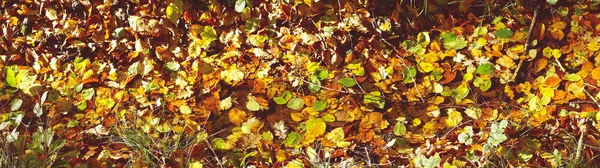 Herbstblätter Und Verschiedene Warme Farben Der Sonne Auf Dem Waldboden — Stockfoto
