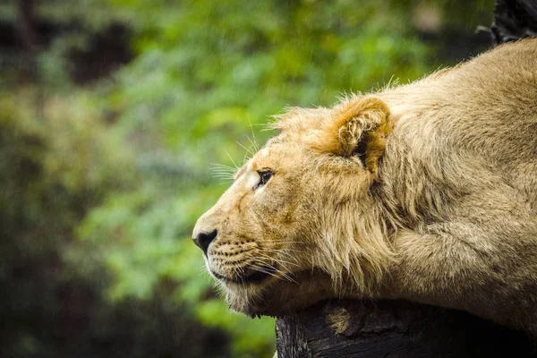 Lion relaxing in the rain with green plants in the background on a rainy day