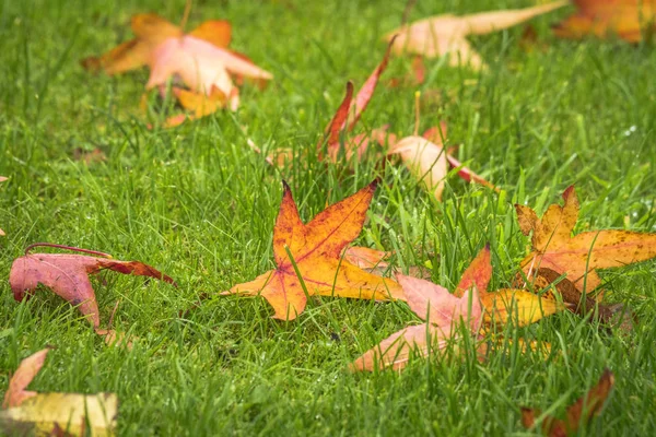 秋のもみじ葉 Colordul の暖色系の秋の緑の芝生の上 — ストック写真