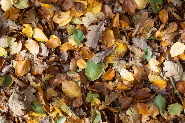 秋天的森林里 许多树叶的秋天的颜色在地上 — 图库照片