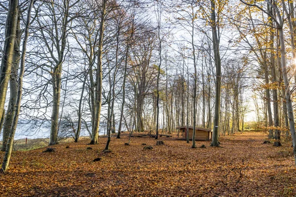 Paisagem Florestal Com Abrigo Madeira Pela Manhã Com Folhas Outono — Fotografia de Stock