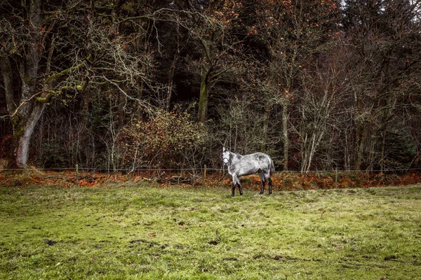 Cavalo Branco Campo Com Uma Cerca Perto Uma Floresta Outono — Fotografia de Stock