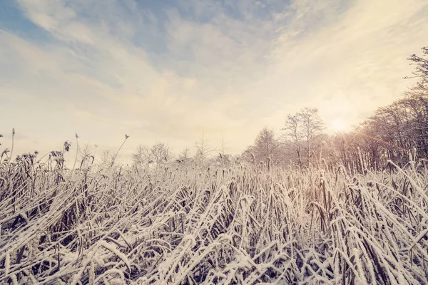 Wildnis Mit Gefrorener Natur Winter Morgensonnenaufgang — Stockfoto