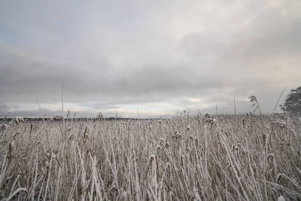 Corre Com Folhas Geladas Perto Lago Inverno — Fotografia de Stock