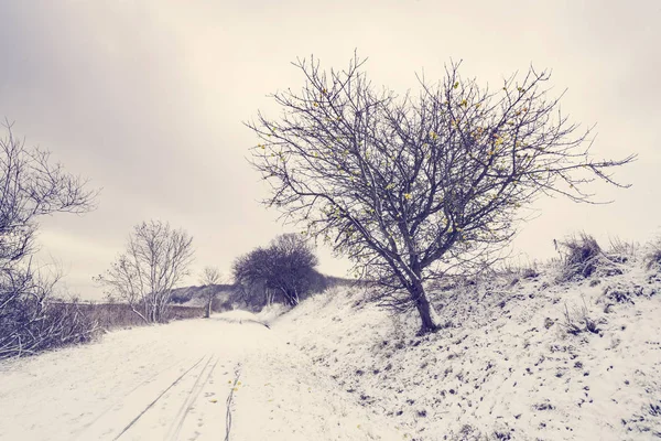 Carretera Cubierta Nieve Con Appletree Junto Camino Invierno —  Fotos de Stock