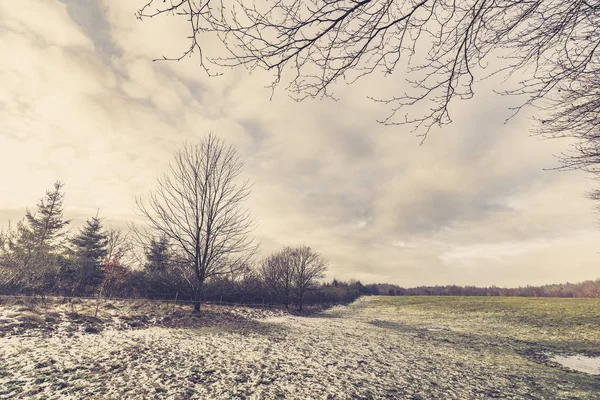 冬天的农村田野里有 Barenaked 的树和新落下的雪 — 图库照片