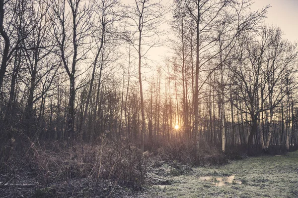 日出在一个寒冷的早晨在12月与太阳照耀通过树 — 图库照片
