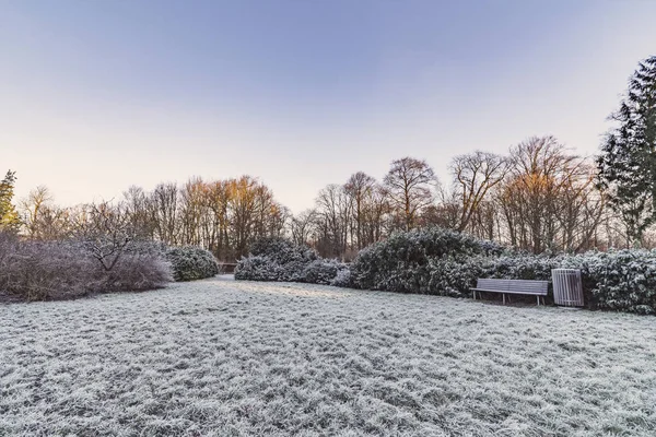 Park Zimie Drewniana Ława Szron Rośliny Drzewa Godzinach Porannych — Zdjęcie stockowe