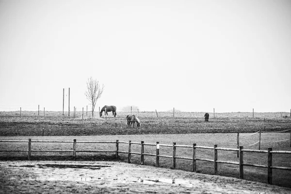 Svartvitt Foto Hästar Landsbygden Fält Med Ett Staket — Stockfoto