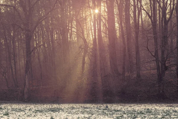 Lumière Soleil Brille Travers Les Arbres Dans Une Forêt Avec — Photo