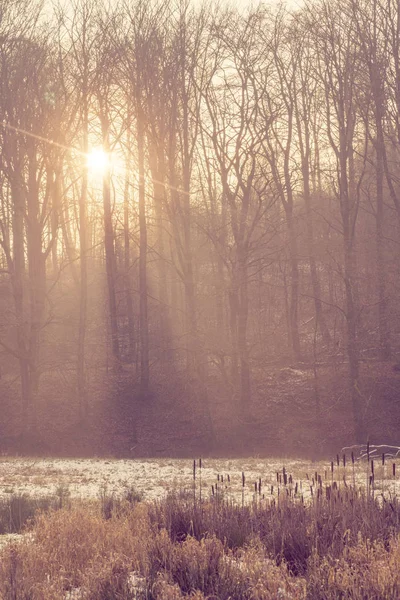 Ráno Lese Mystic Oparu Východ Slunce Mezi Stromy — Stock fotografie