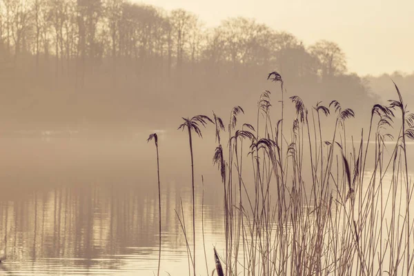 Reed Silhouettes Lake Morning Mist Sunrise Small Forest — Stock Photo, Image