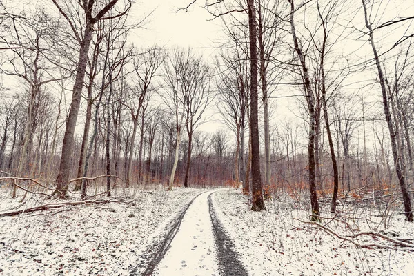 冬季森林中的弯曲路 地上有雪 — 图库照片
