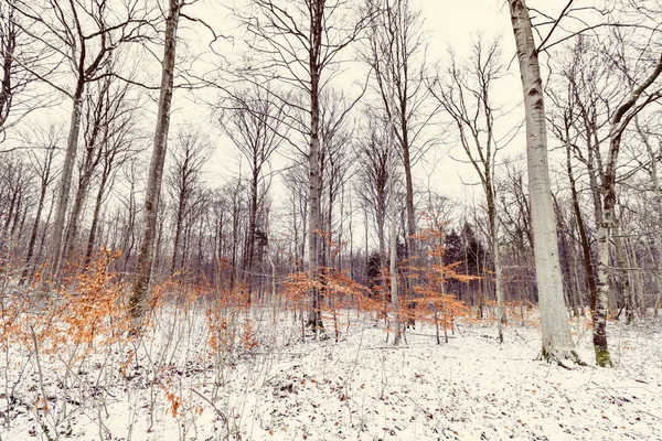 Les Zimě Malým Buky Oranžové Barvy Lese Bílý Sníh — Stock fotografie
