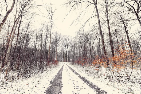 冬天的风景 一条穿过积雪覆盖的森林的道路 — 图库照片