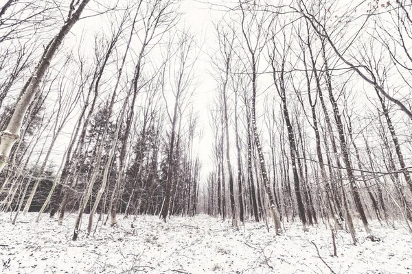 Barenackte Bäume Einem Schneebedeckten Wald Winter — Stockfoto