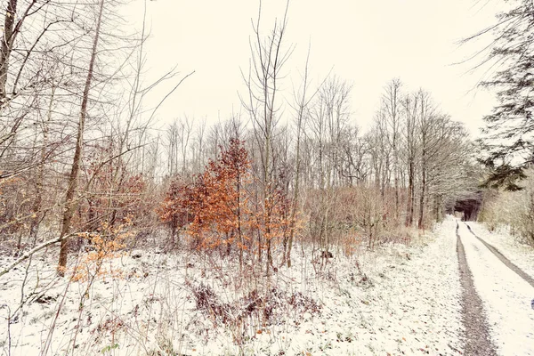 Buchen Winter Mit Bunten Orangefarbenen Blättern Einem Schneebedeckten Wald — Stockfoto