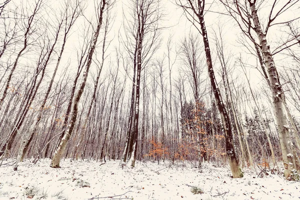 Tall trees in a forest at wintertime with withered beech leaves in beautiful orange colors