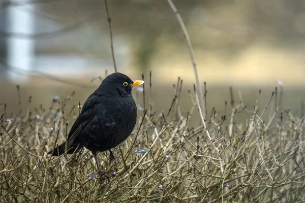 Blackbird Żywopłot Zimie Śnieg Dziób — Zdjęcie stockowe