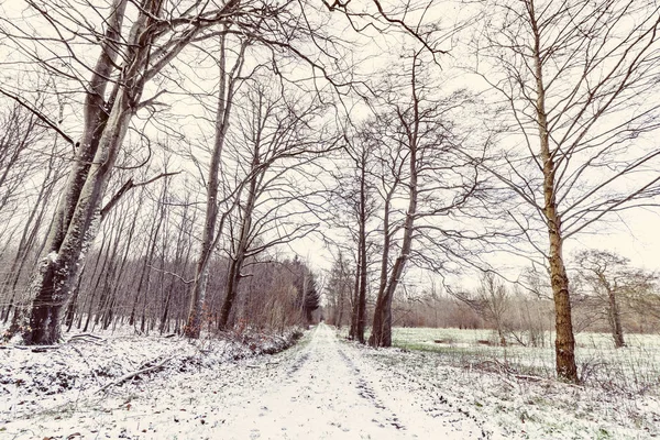 在森林里覆盖着白雪的冬日风景 — 图库照片