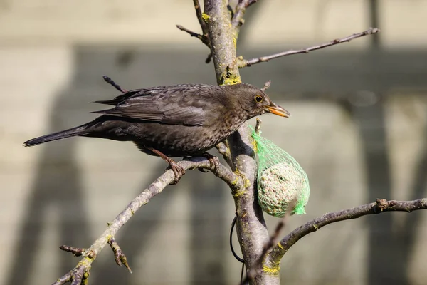 Mirlo Árbol Con Comedero Aves Con Semillas Invierno —  Fotos de Stock