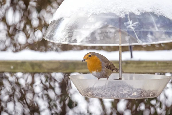 Kışın Birdfeeder Bahçe Kar Ile Avrupa Robin — Stok fotoğraf