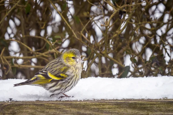 Eurasiática Siskin Jardín Con Nieve Invierno — Foto de Stock