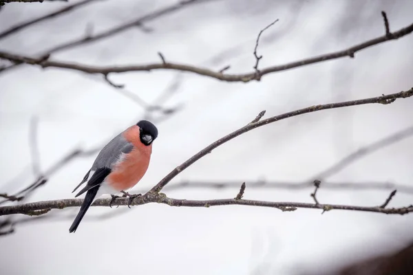 冬に木の色の美しいウソ — ストック写真