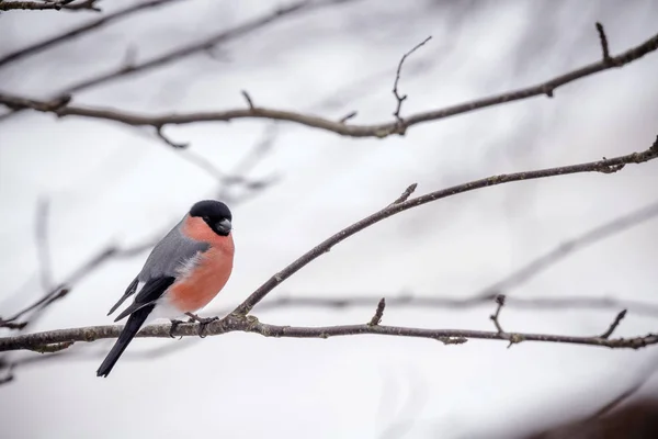 Bayağı Şakrak Kuşu Ile Arka Planda Kar Kış Bir Dal — Stok fotoğraf