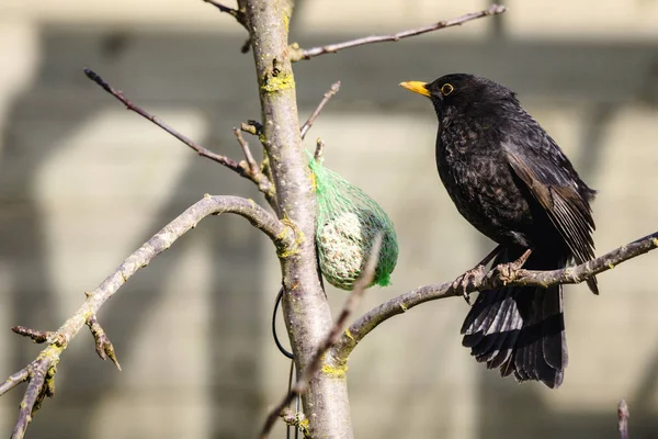 Kışın Bir Dal Bir Birdfeeder Yanında Oturan Siyah Kuş — Stok fotoğraf