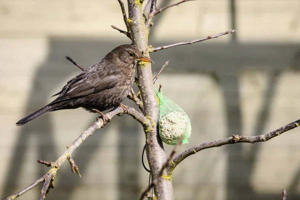 Blackbird Conseguir Algo Comida Jardín Invierno —  Fotos de Stock