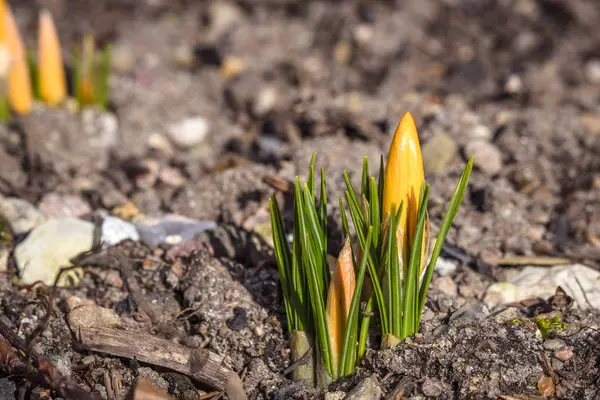 Krokus Kwiaty Kwitnące Wiosną Wspaniałe Kolory Pomarańczowy — Zdjęcie stockowe