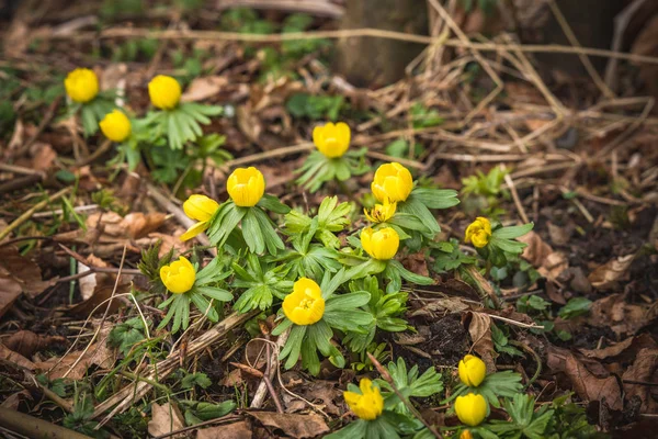 Eranthis Flores Color Amarillo Que Florecen Bosque Finales Del Invierno — Foto de Stock