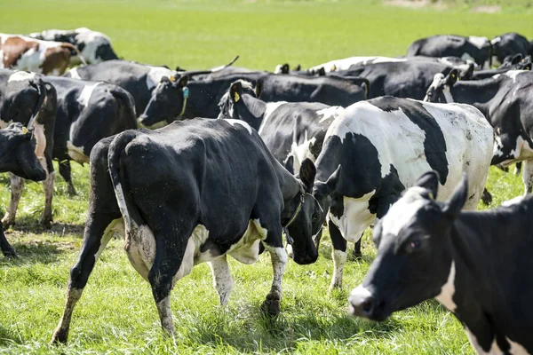 Vacas Cabeça Para Cabeça Batalha Campo Verde Com Gado Primavera — Fotografia de Stock