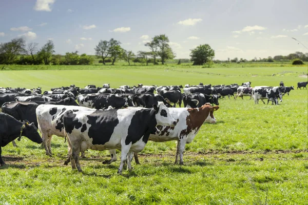 Gruppo Bovini Campo Verde Primavera Godendo Sole Erba Fresca Verde — Foto Stock