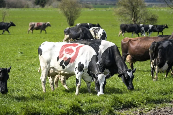 Vacas Pastando Campo Verde Primavera Uma Vaca Com Selo Oficial — Fotografia de Stock