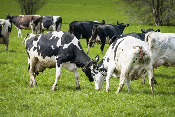 Bovini Sull Erba Primavera Giocare Combattere Campo Verde — Foto Stock