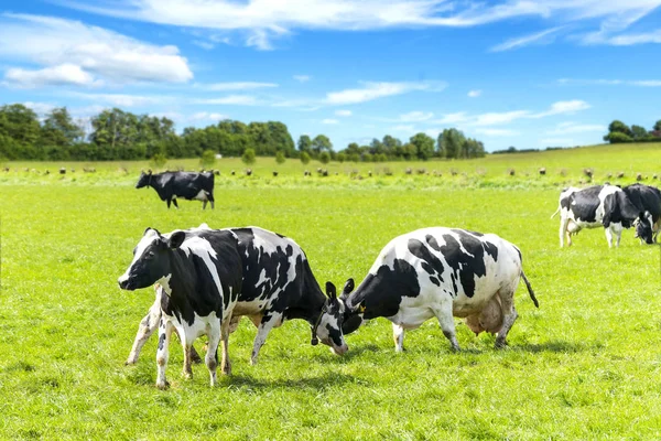 Batalha Gado Preto Branco Campo Verde Primavera Abaixo Céu Azul — Fotografia de Stock