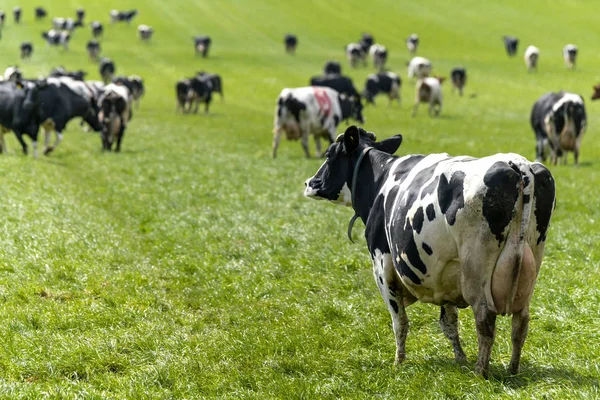 Vaca Olhando Para Fora Uma Manada Primavera Pastando Prado Verde — Fotografia de Stock
