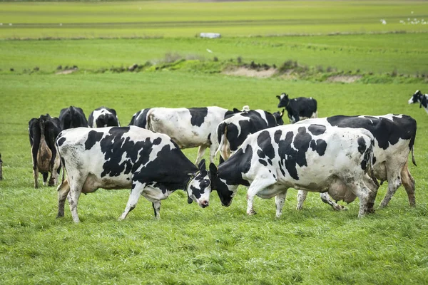 Vacas Cabeça Cabeça Prado Verde Primavera Manchas Brancas Pretas — Fotografia de Stock