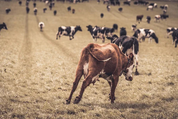 Hereford Bezerro Correndo Pulando Campo Rural Com Vacas Pretas Brancas — Fotografia de Stock