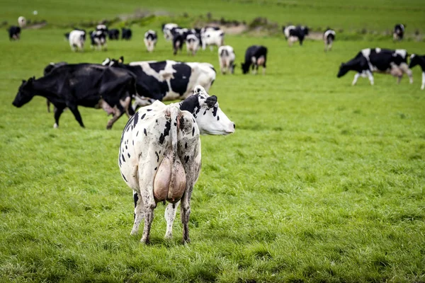 Vaca Branca Com Manchas Pretas Olhando Para Direita Campo Verde — Fotografia de Stock