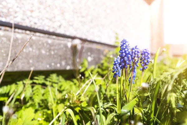 Bluebell Květina Zahradě Jaře Kvetoucí Modré Květy Slunci — Stock fotografie