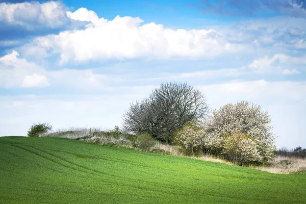 Groene Weide Het Voorjaar Met Bloeiende Bomen Planten — Stockfoto