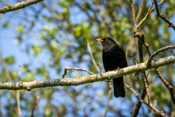 Amsel Sitzt Frühling Mit Einem Orangefarbenen Schnabel Auf Einem Ast — Stockfoto