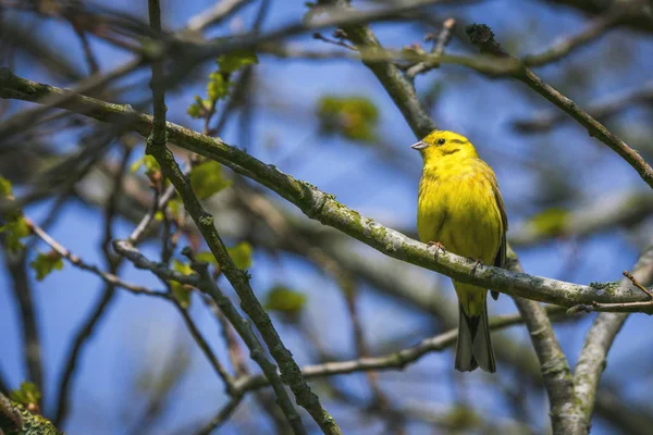 Serinus Serinus Fågel Liten Kvist Ett Träd Våren Med Gyllene — Stockfoto